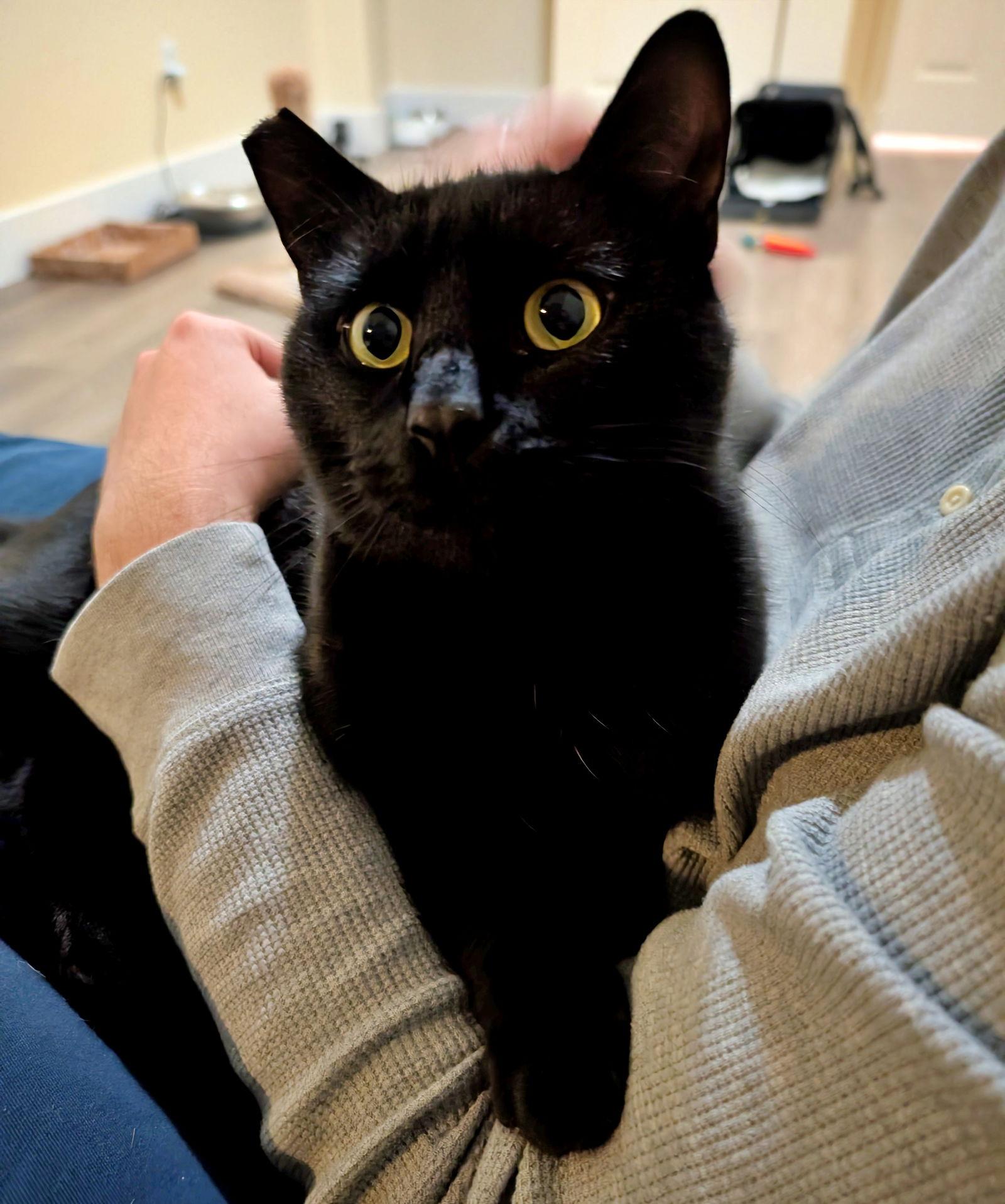 Enlarge WILLOW #1778 - Offered by Owner -, a Adoptable American Shorthair in Hillsboro, OR image 3/3