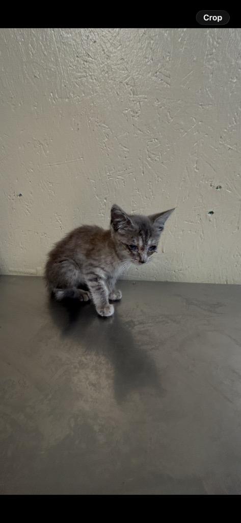 Clove, Adoptable, Kitten Female Domestic Medium Hair.