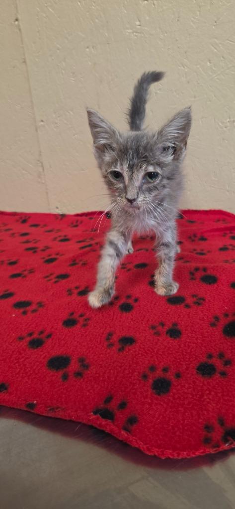 Clove, a Adoptable mixed breed in Shelbyville, TN image 2/4