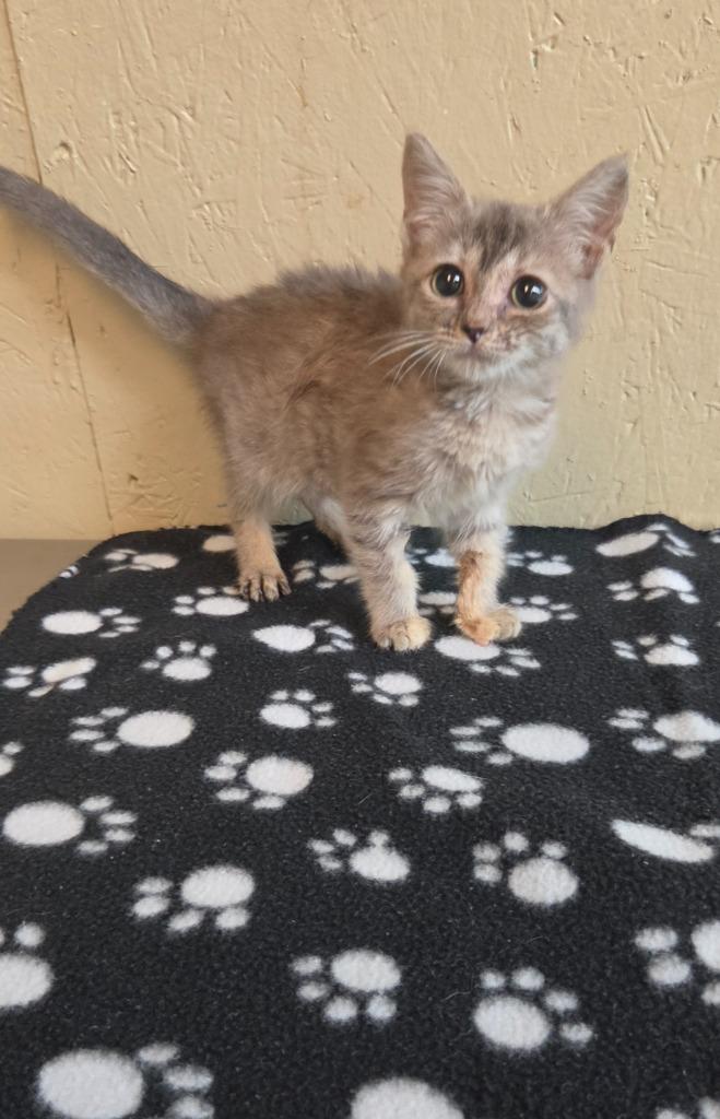 Clove, a Adoptable mixed breed in Shelbyville, TN image 3/4