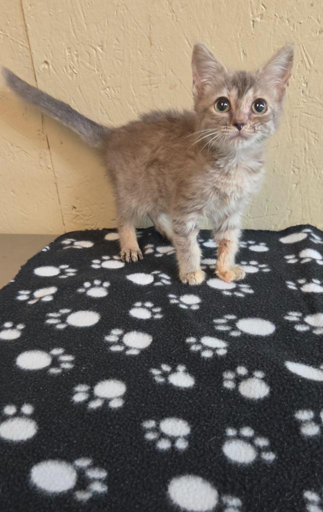Clove, a Adoptable mixed breed in Shelbyville, TN image 4/4