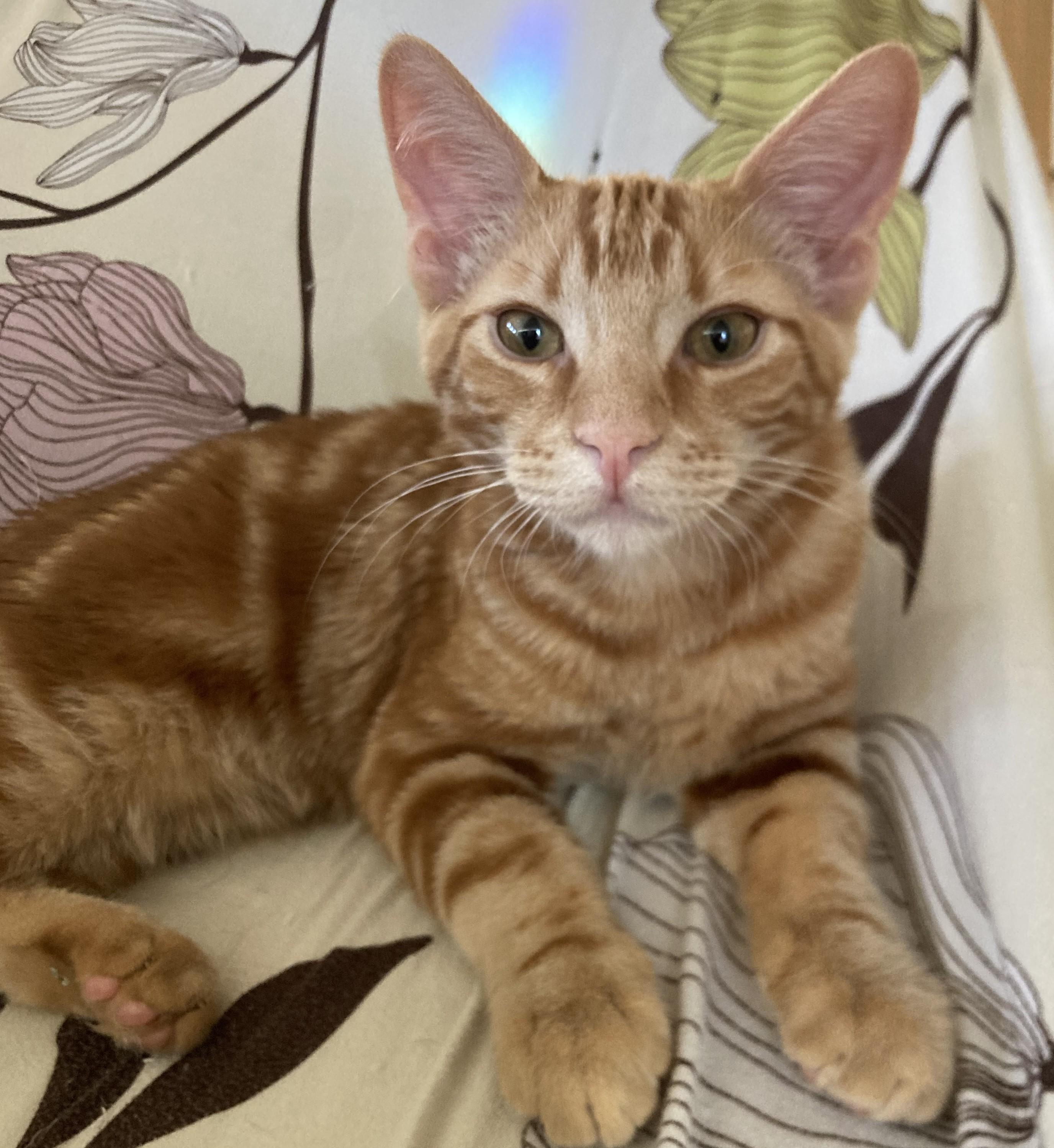 Enlarge Simba, a Adoptable American Shorthair in Merced, CA image 1/5