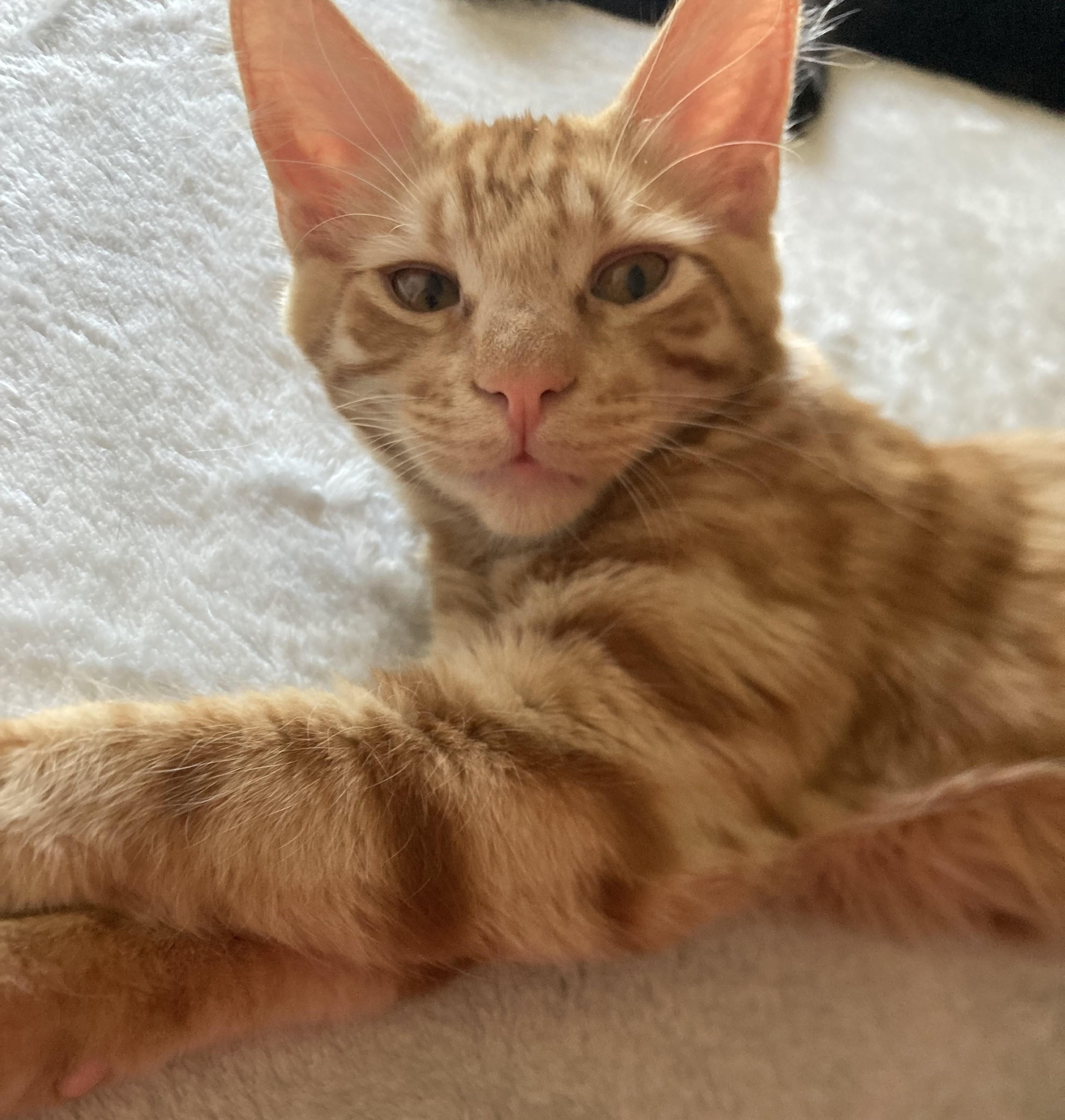 Enlarge Simba, a Adoptable American Shorthair in Merced, CA image 3/5