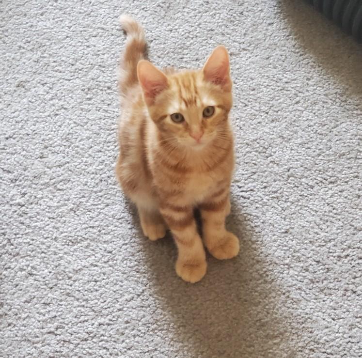 Enlarge Simba, a Adoptable American Shorthair in Merced, CA image 4/5