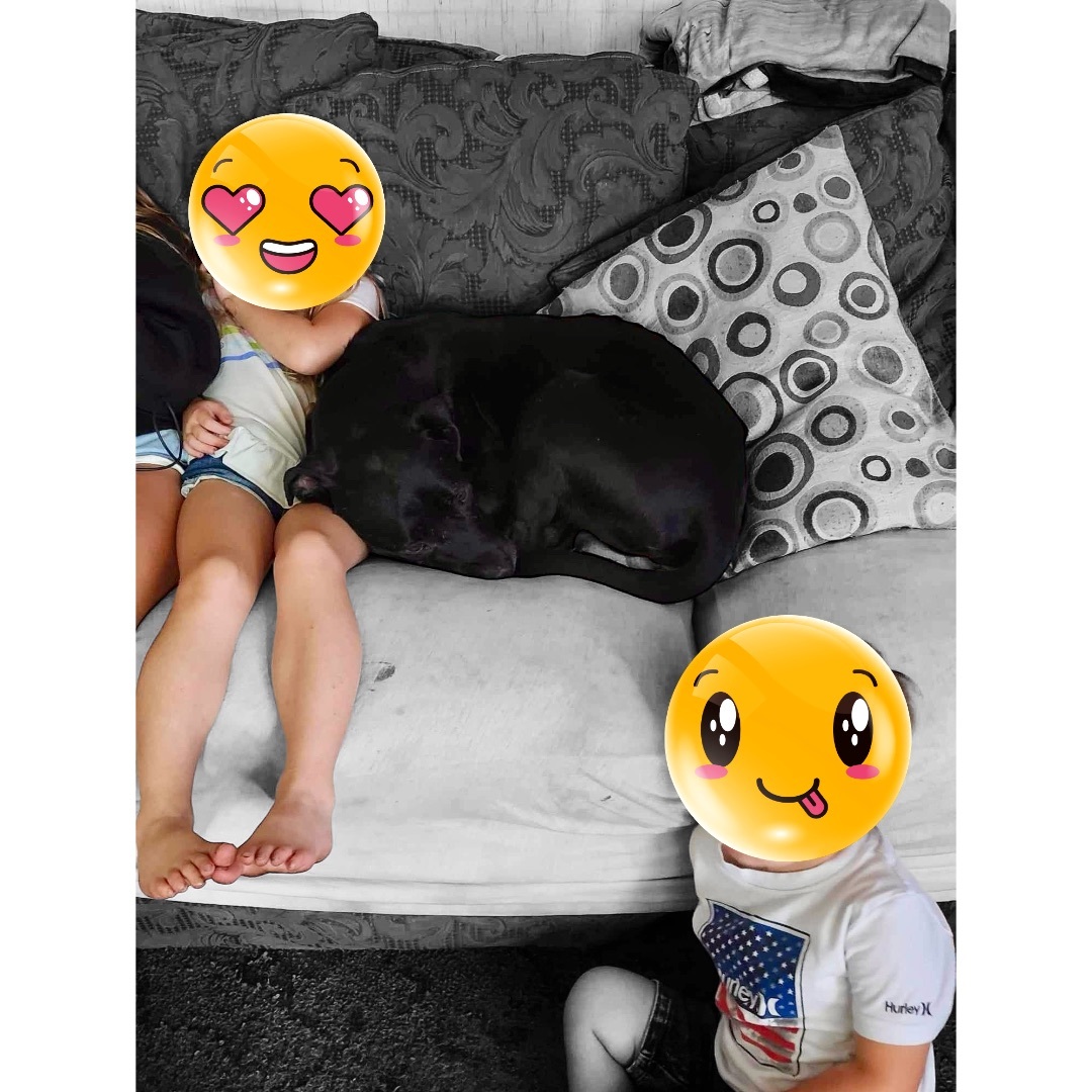 Enlarge SCOUT , a Adoptable mixed breed in Fredericton , NB image 2/5