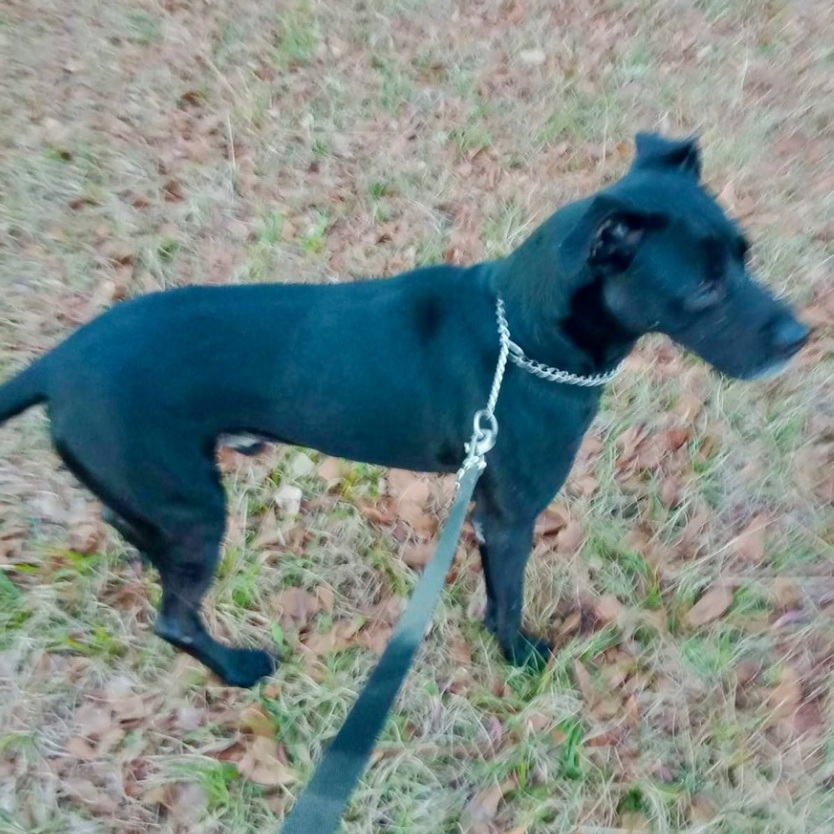 Enlarge SCOUT , a Adoptable mixed breed in Fredericton , NB image 3/5