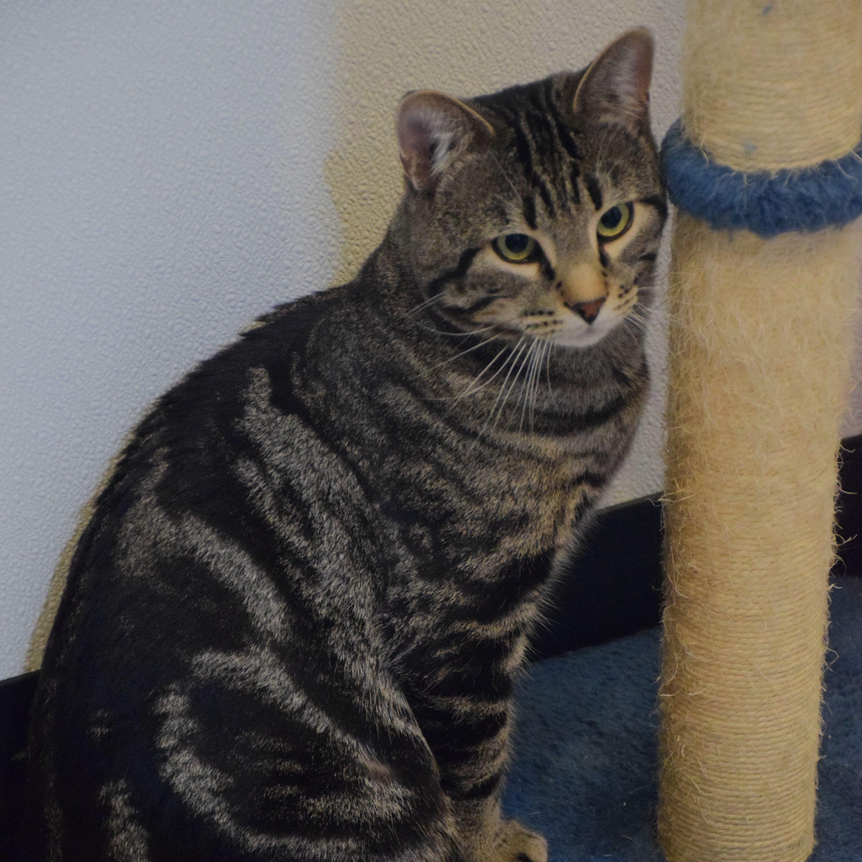 Oliver, an adoptable Tabby in Claresholm, AB_image-1