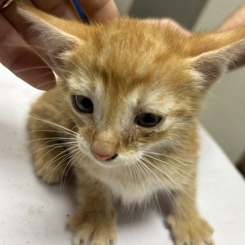 Chad, Adoptable, Kitten Male Domestic Short Hair.