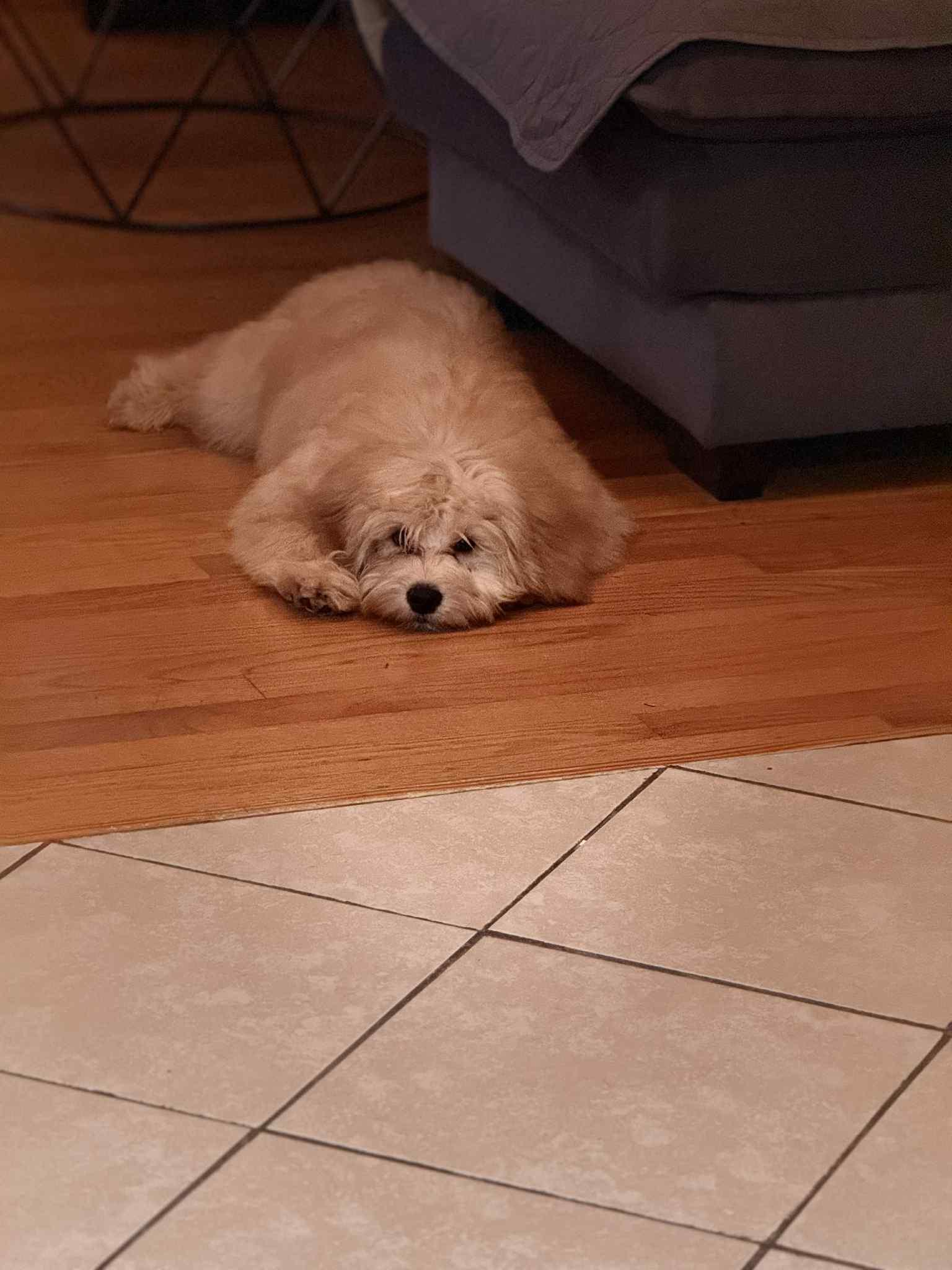 Merlin, Adoptable, Young Male Miniature Poodle & Bernese Mountain Dog.