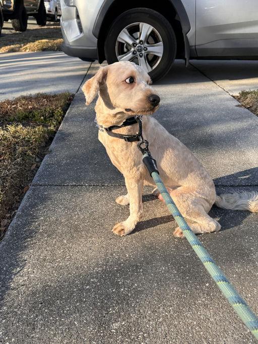 Enlarge Merlin, a Adoptable mixed breed in Parrish, FL image 2/6