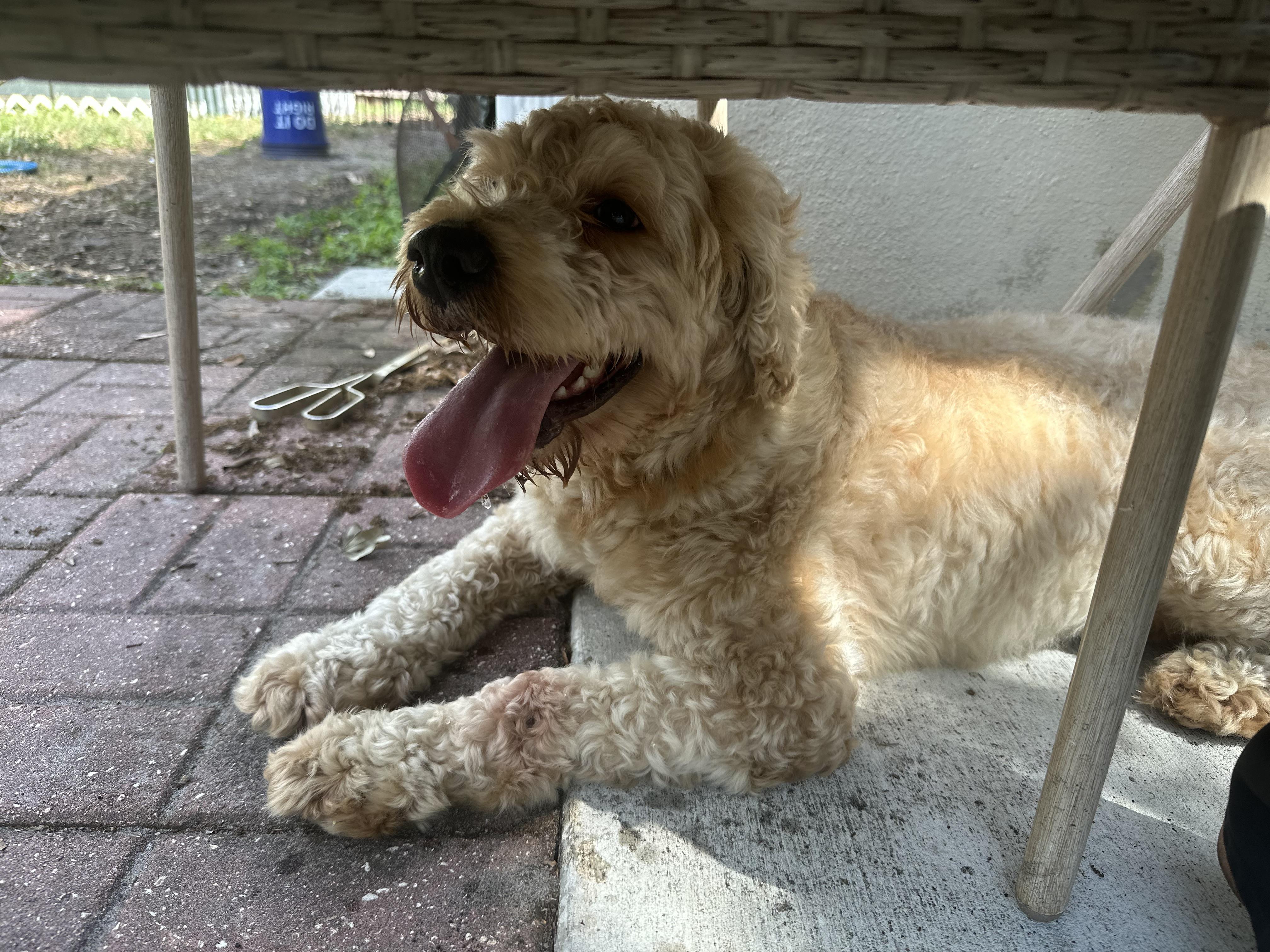 Enlarge Merlin, a Adopted mixed breed in Parrish, FL image 2/6