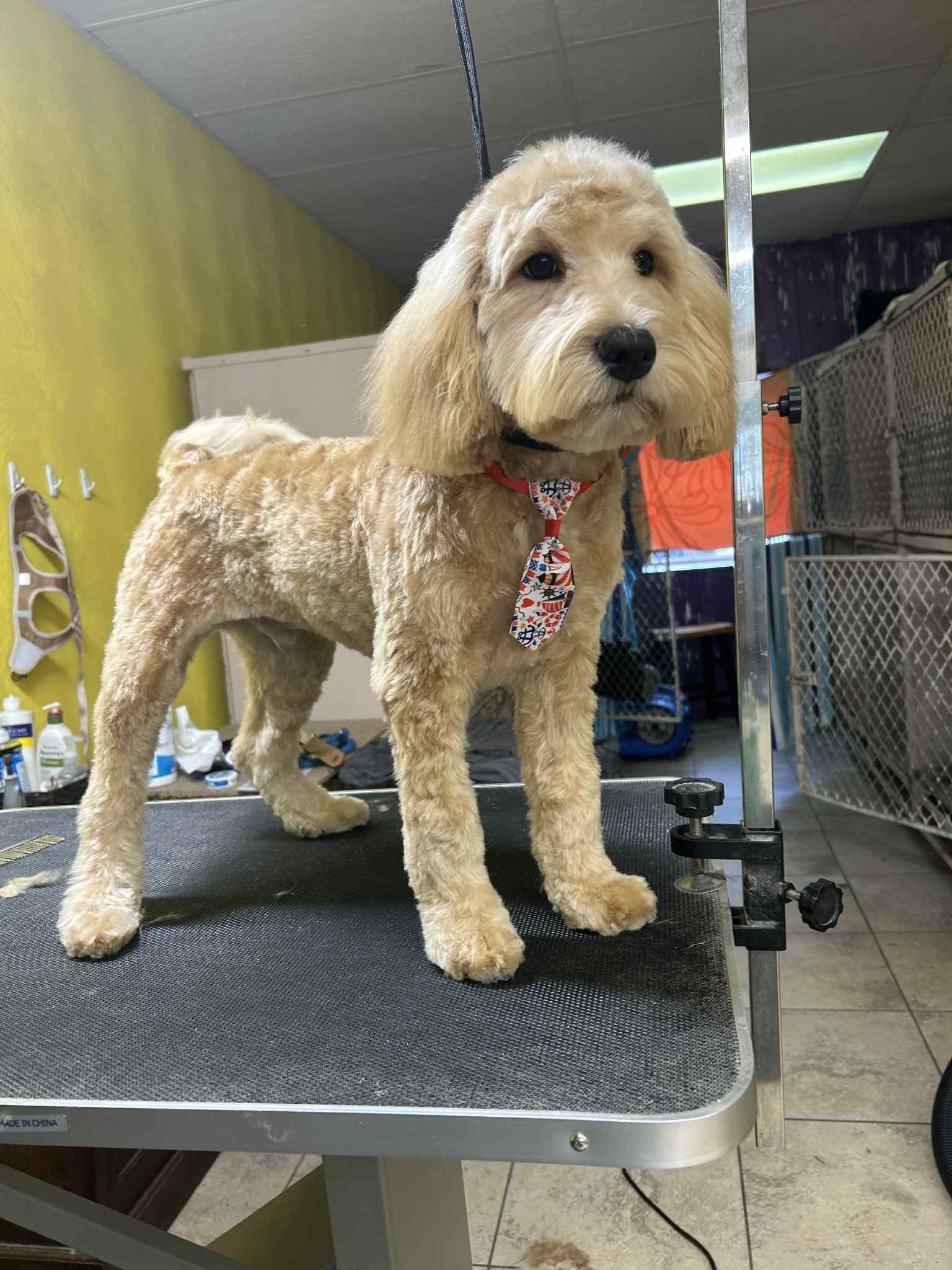 Enlarge Merlin, a Adoptable mixed breed in Parrish, FL image 3/6