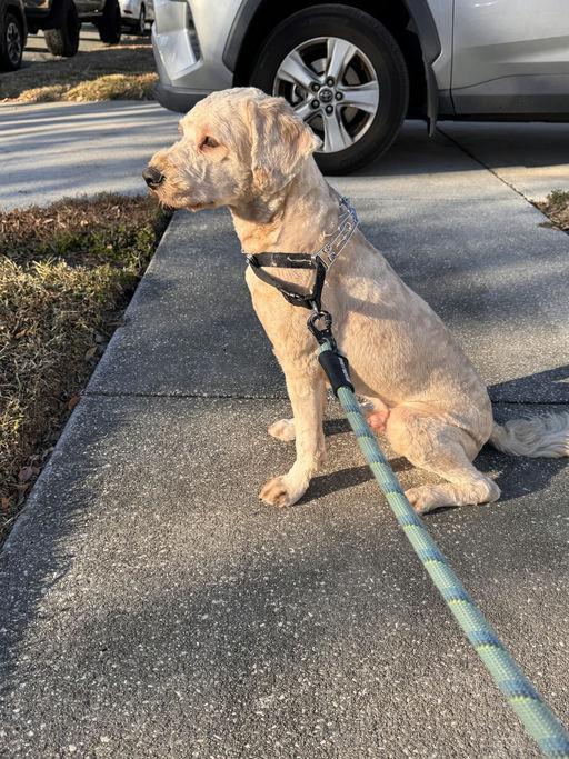 Enlarge Merlin, a Adoptable mixed breed in Parrish, FL image 4/6