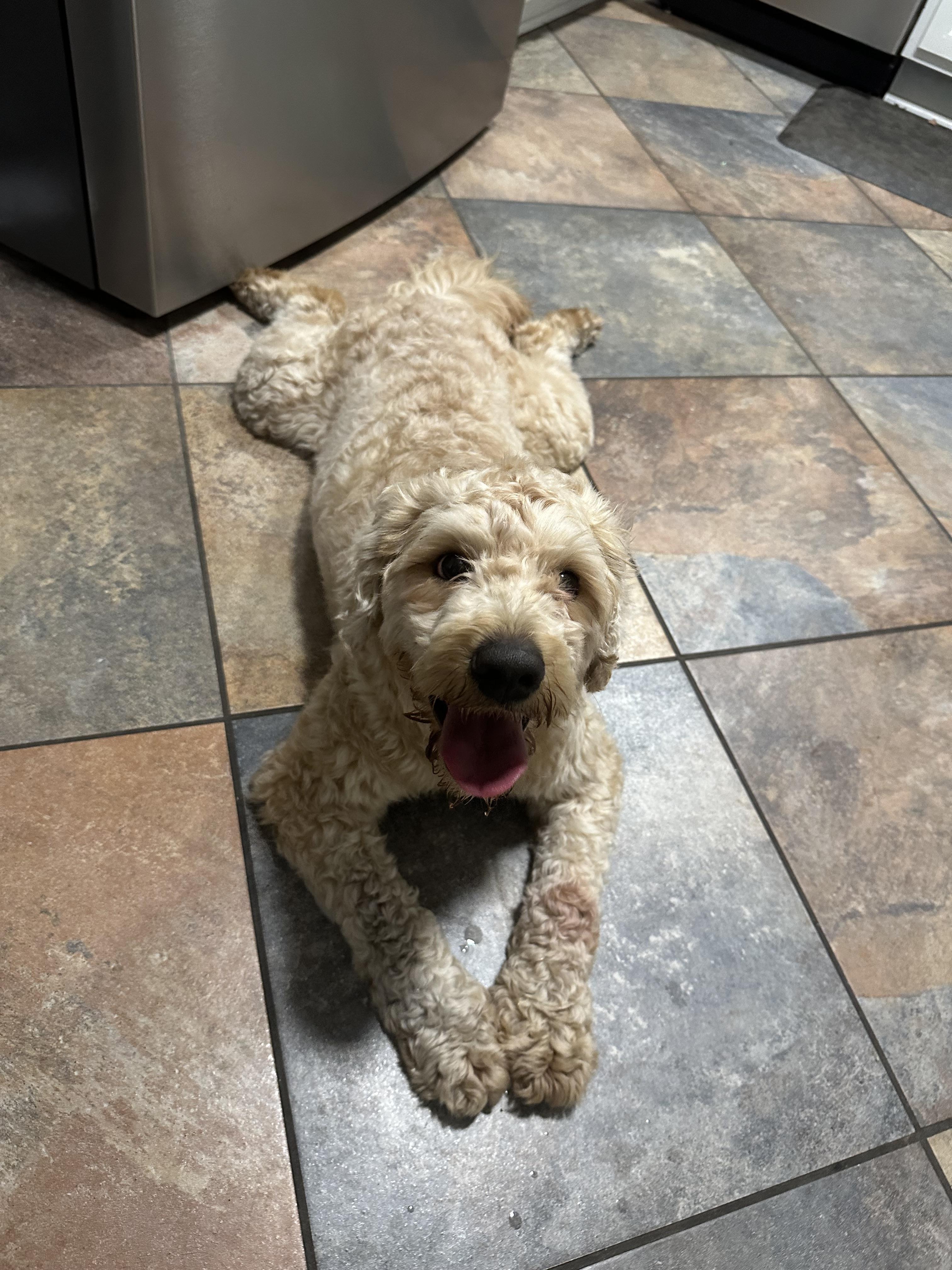 Enlarge Merlin, a Adopted mixed breed in Parrish, FL image 5/6