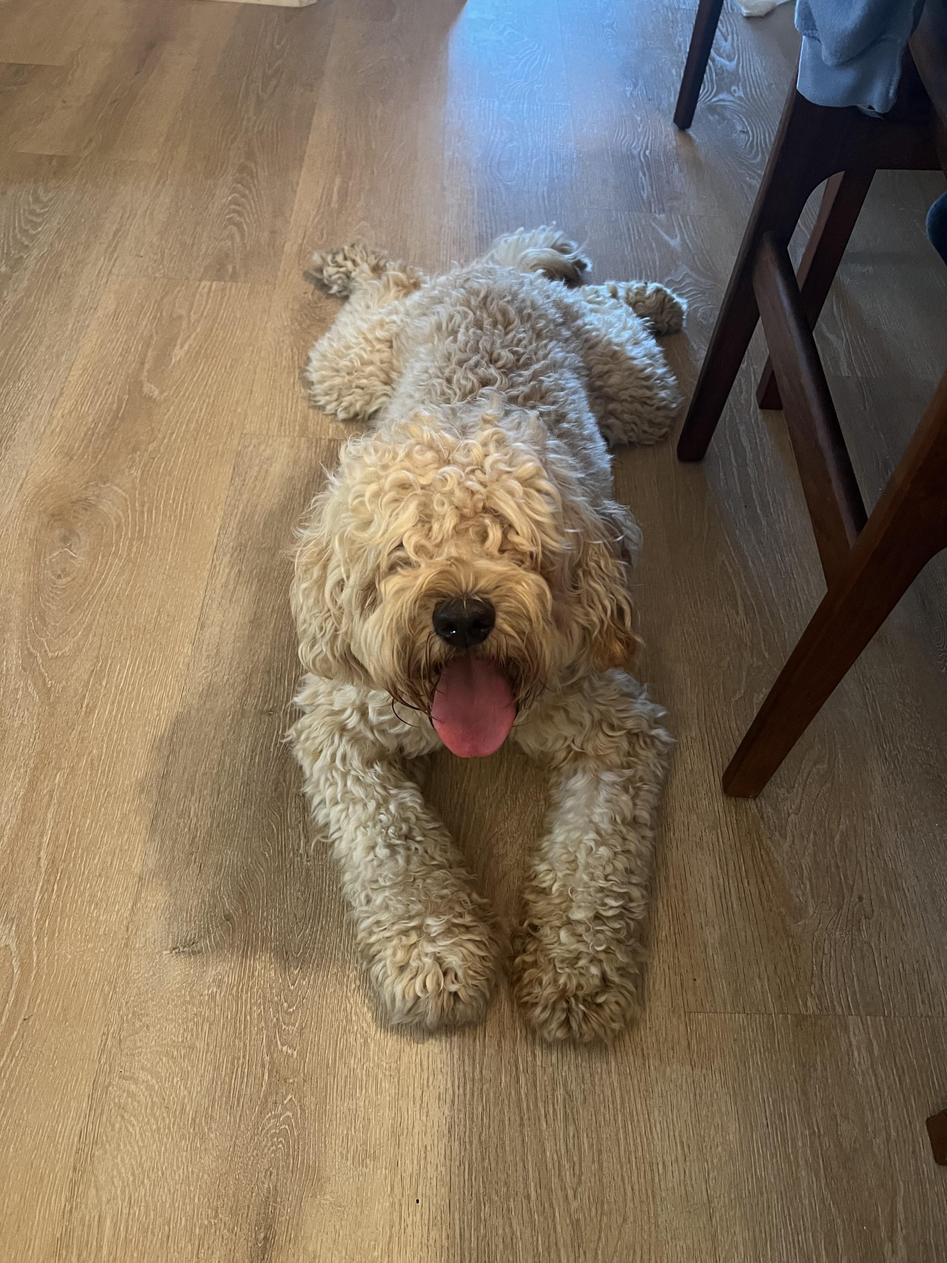 Enlarge Merlin, a Adoptable mixed breed in Parrish, FL image 5/6