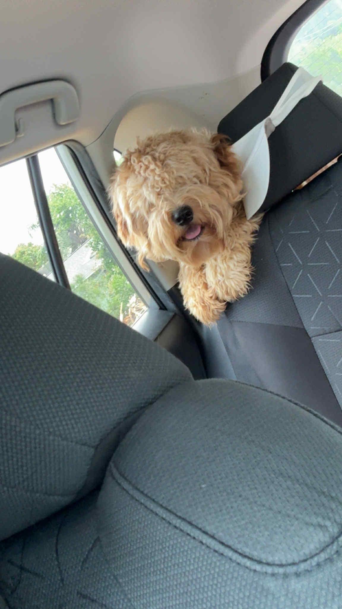 Enlarge Merlin, a Adoptable mixed breed in Parrish, FL image 6/6