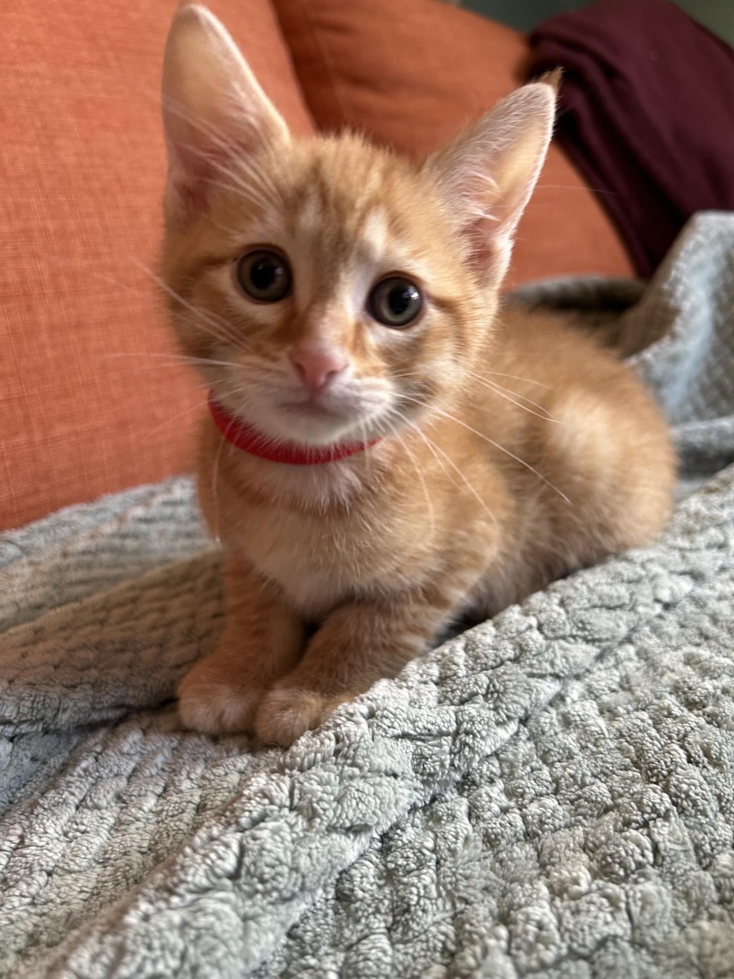 Rudy, an adopted Domestic Short Hair in Waterloo, IA image 4/4