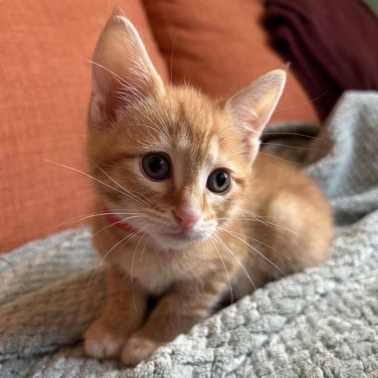 Rudy, an adopted Domestic Short Hair in Waterloo, IA image 2/4