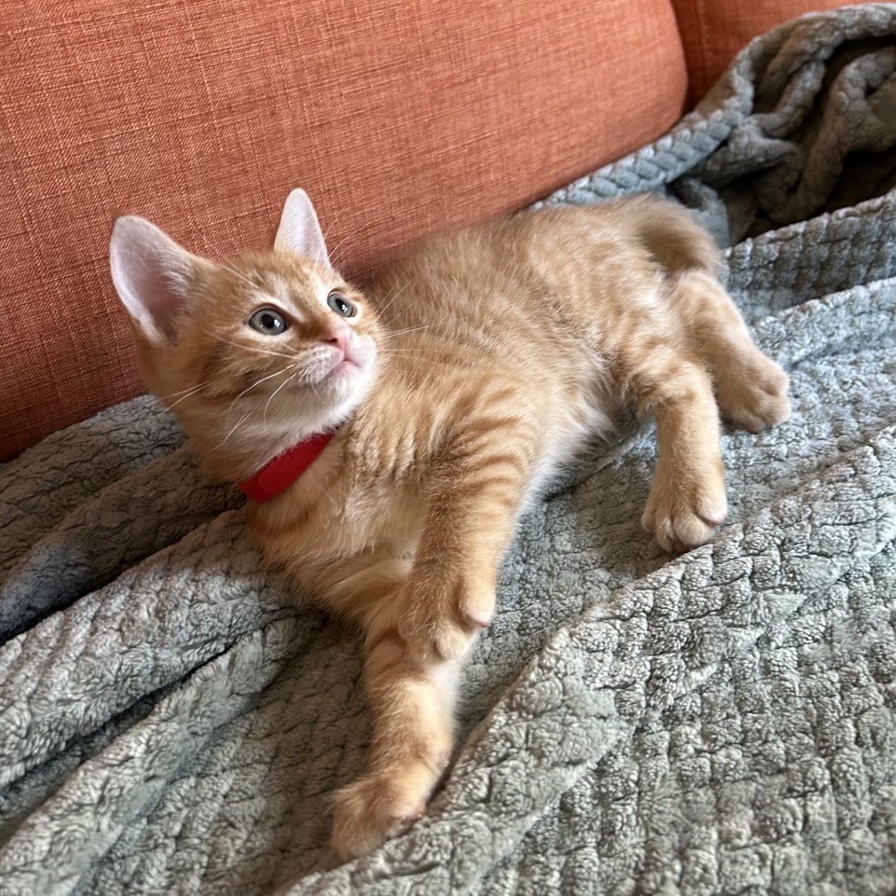 Rudy, an adopted Domestic Short Hair in Waterloo, IA image 3/4