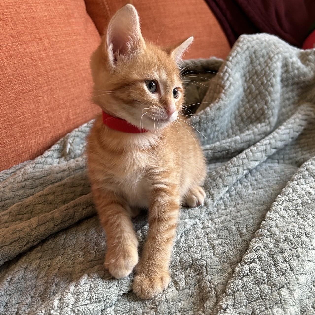 Rudy, adopted, Kitten Male Domestic Short Hair.