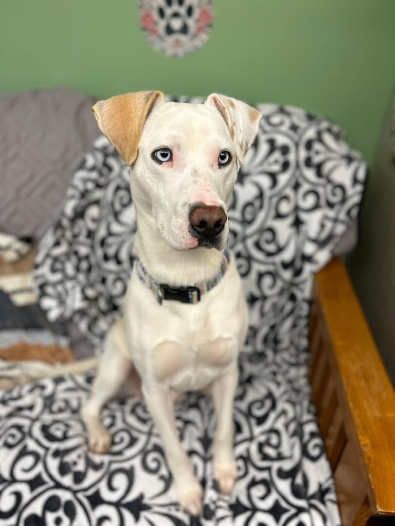 Patches , ADOPTABLE, Adult Male Mixed Breed.