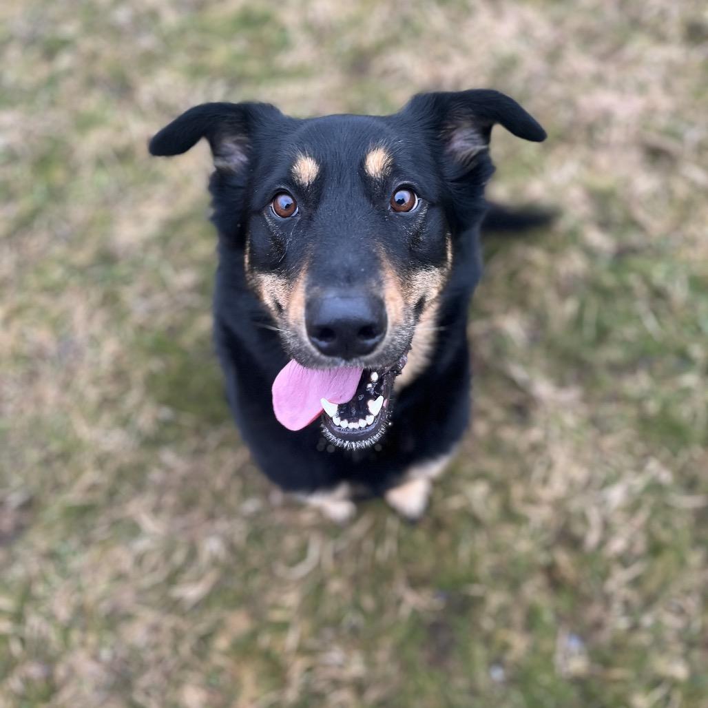 Enlarge Grizz, a Adoptable Mixed Breed in Spokane, WA image 1/5