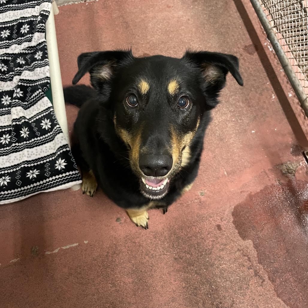 Enlarge Grizz, a Adoptable Mixed Breed in Spokane, WA image 2/5