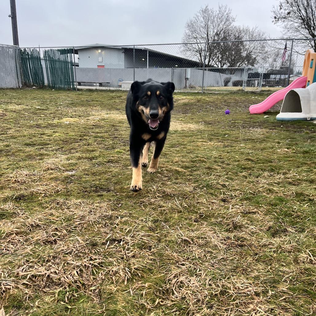 Enlarge Grizz, a Adoptable Mixed Breed in Spokane, WA image 3/5