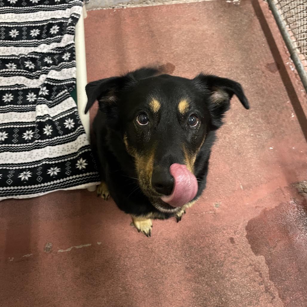 Enlarge Grizz, a Adoptable Mixed Breed in Spokane, WA image 4/5