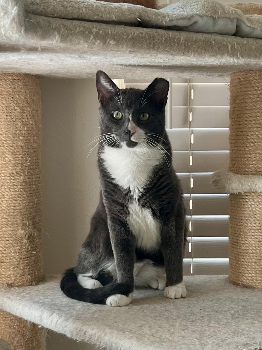 Asher, a ADOPTABLE Domestic Short Hair in Fort Worth, TX image 2/5
