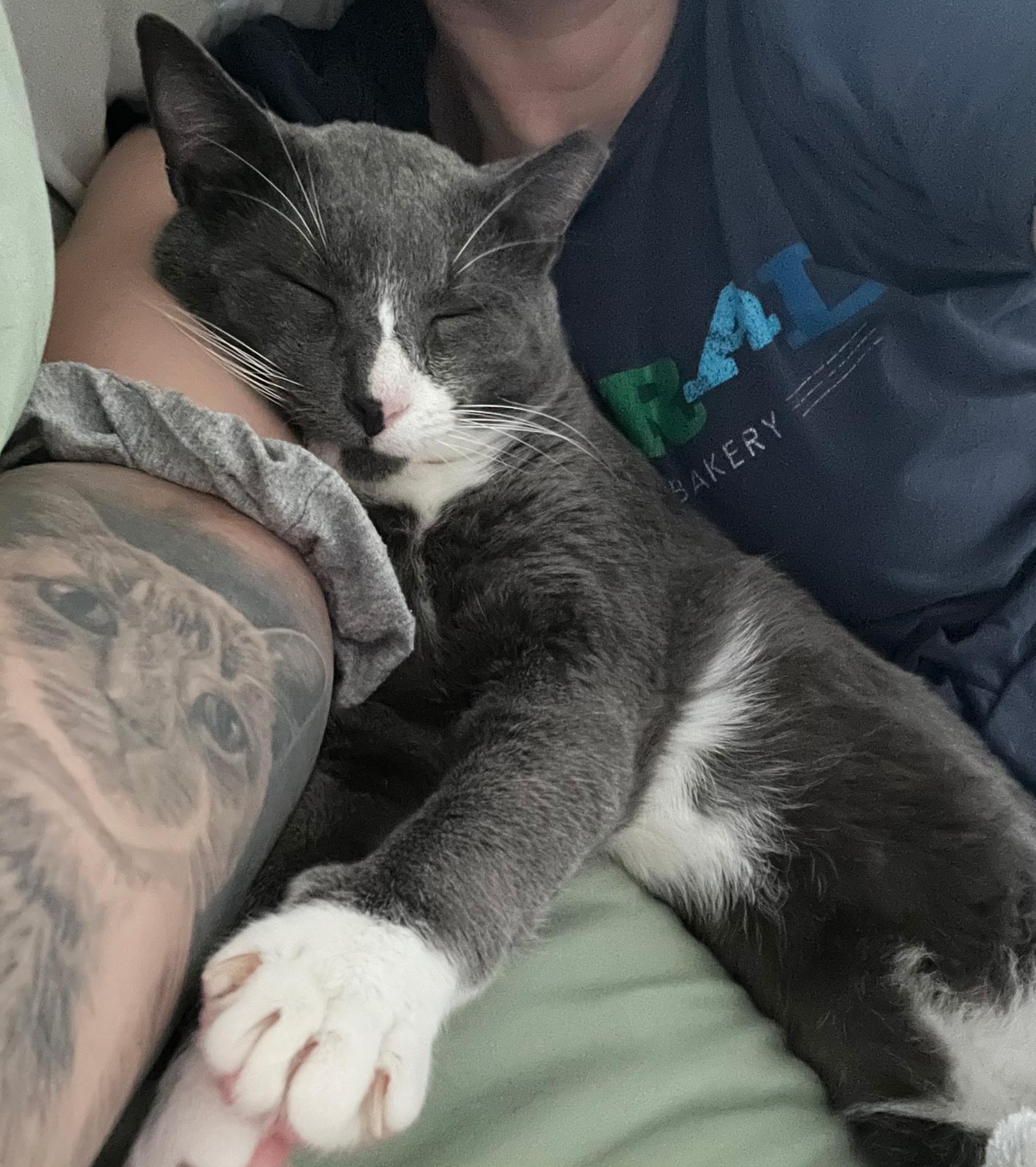 Asher, a ADOPTABLE Domestic Short Hair in Fort Worth, TX image 3/5
