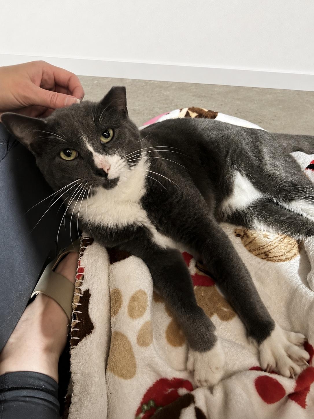 Asher, a ADOPTABLE Domestic Short Hair in Fort Worth, TX image 5/5