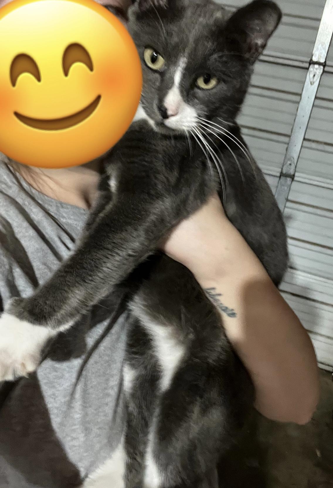 Asher, a ADOPTABLE Domestic Short Hair in Fort Worth, TX image 4/5