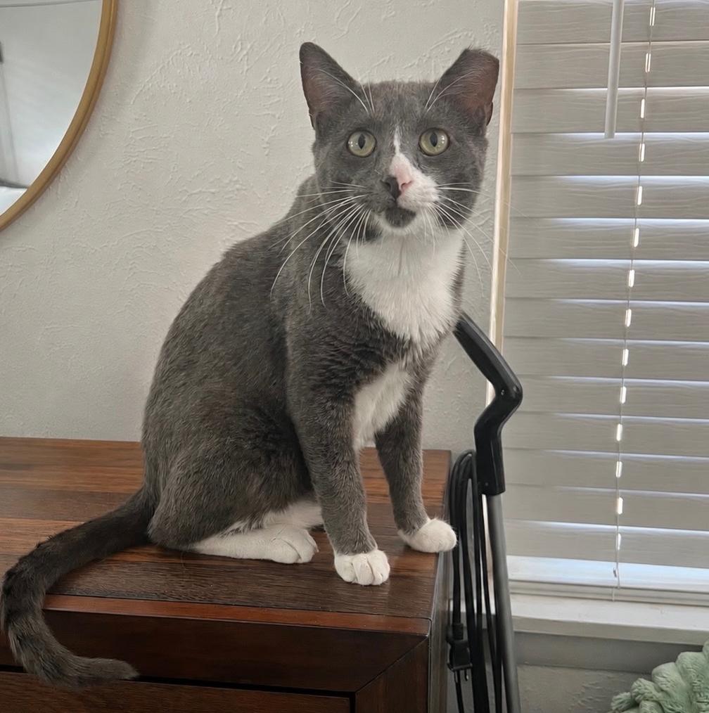 Asher, a ADOPTABLE Domestic Short Hair in Fort Worth, TX image 1/5