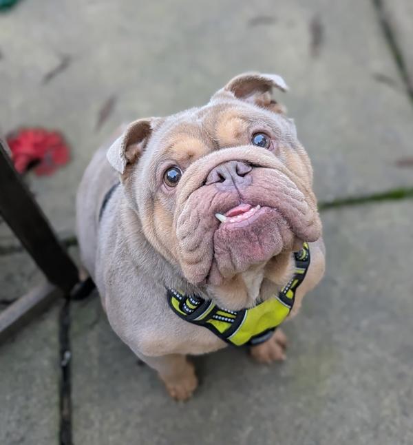 Leo, Adoptable, Adult Male English Bulldog.