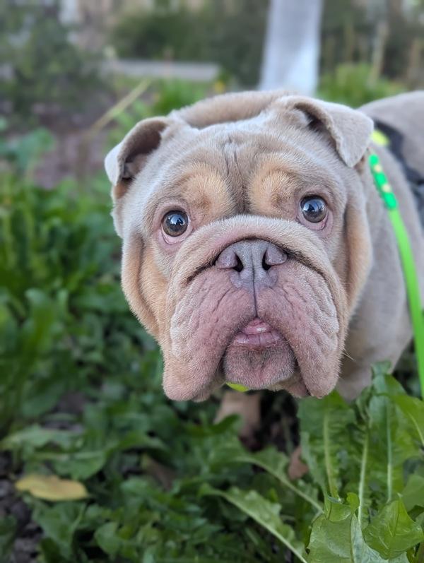 Enlarge Leo, a Adoptable mixed breed in Santa Rosa, CA image 2/2