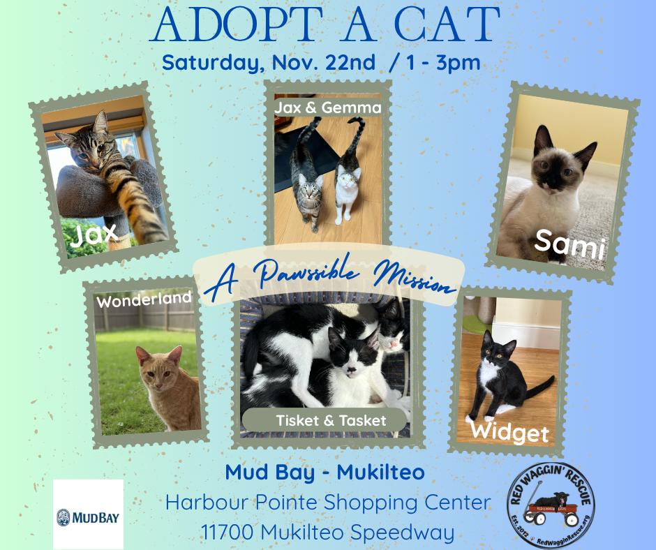 Cat and Kitten Fosters Urgently Needed! Donations Welcome!