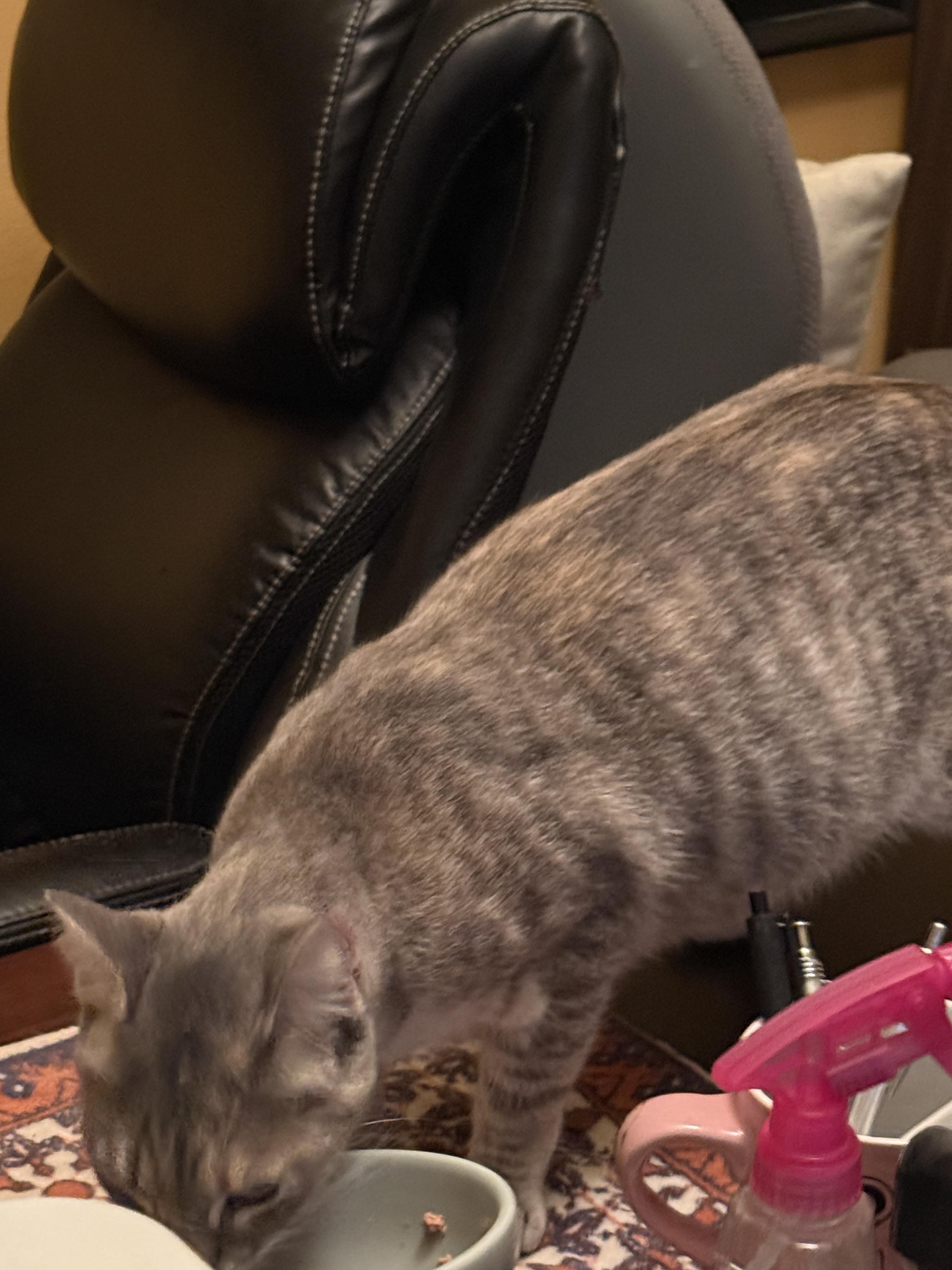 Cat and Kitten Fosters Urgently Needed! Donations Welcome!