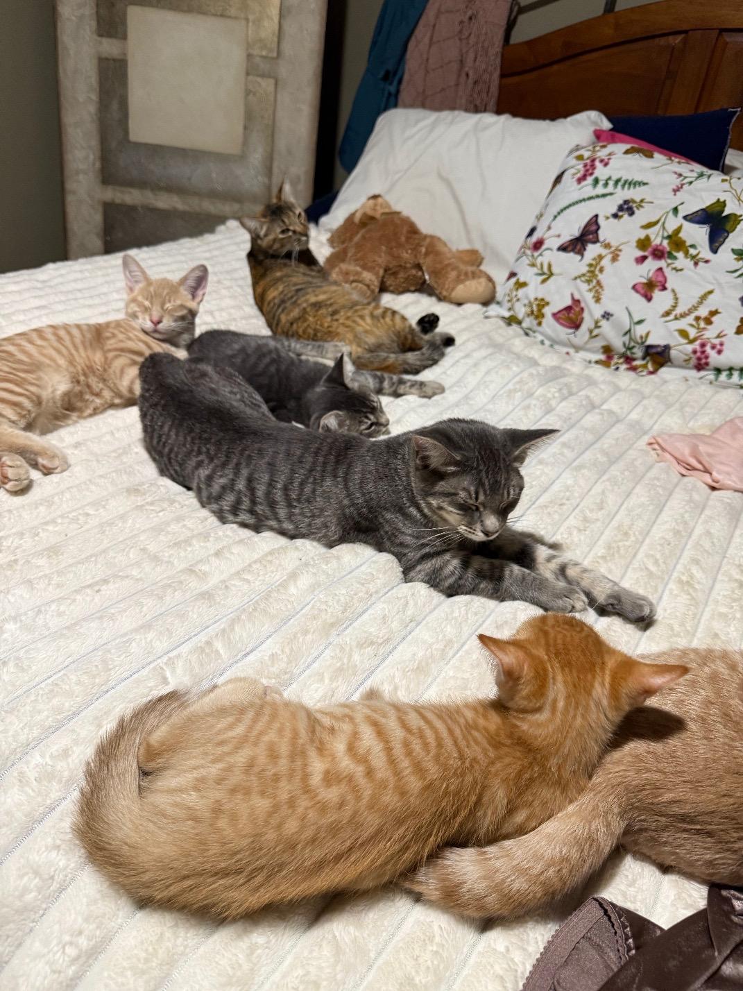 Cat and Kitten Fosters Urgently Needed! Donations Welcome!