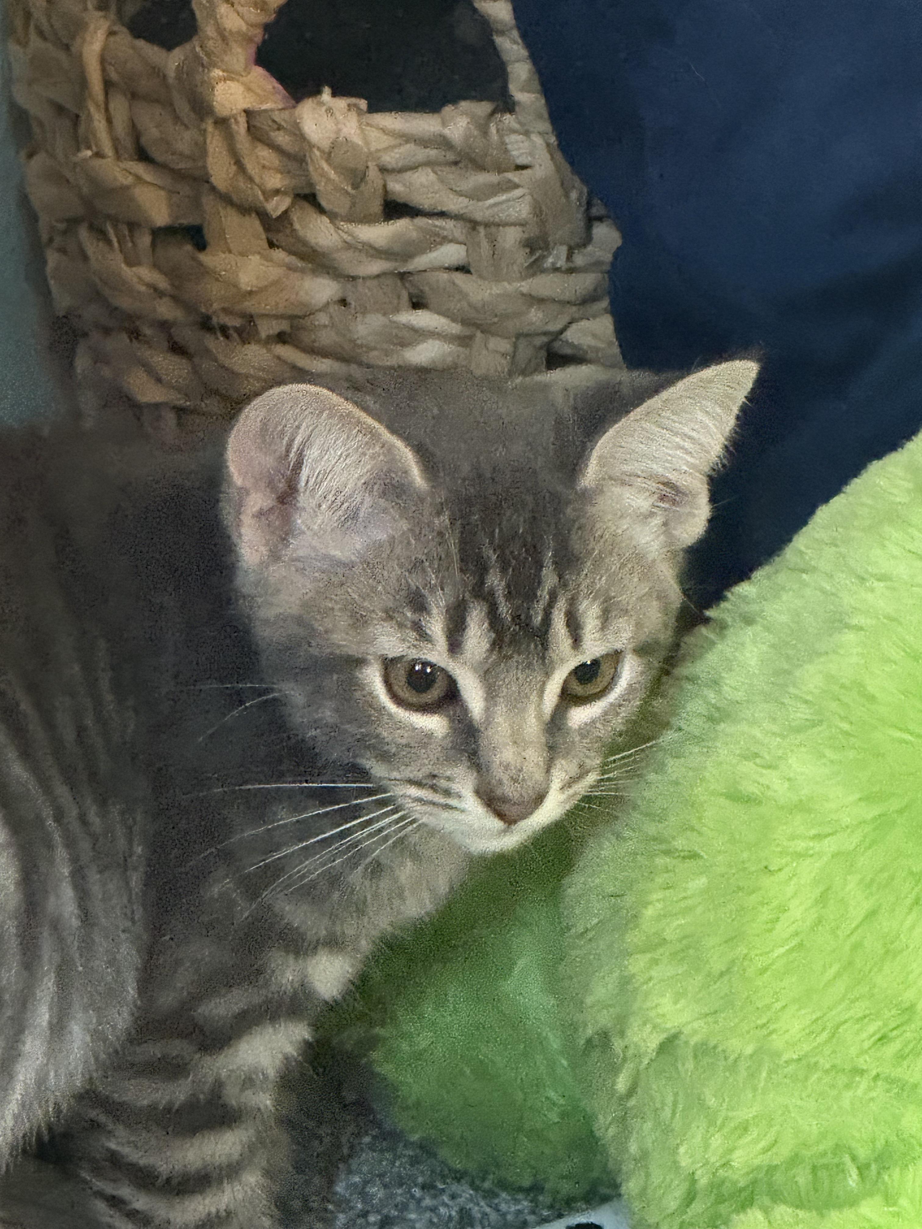 Cat and Kitten Fosters Urgently Needed! Donations Welcome!