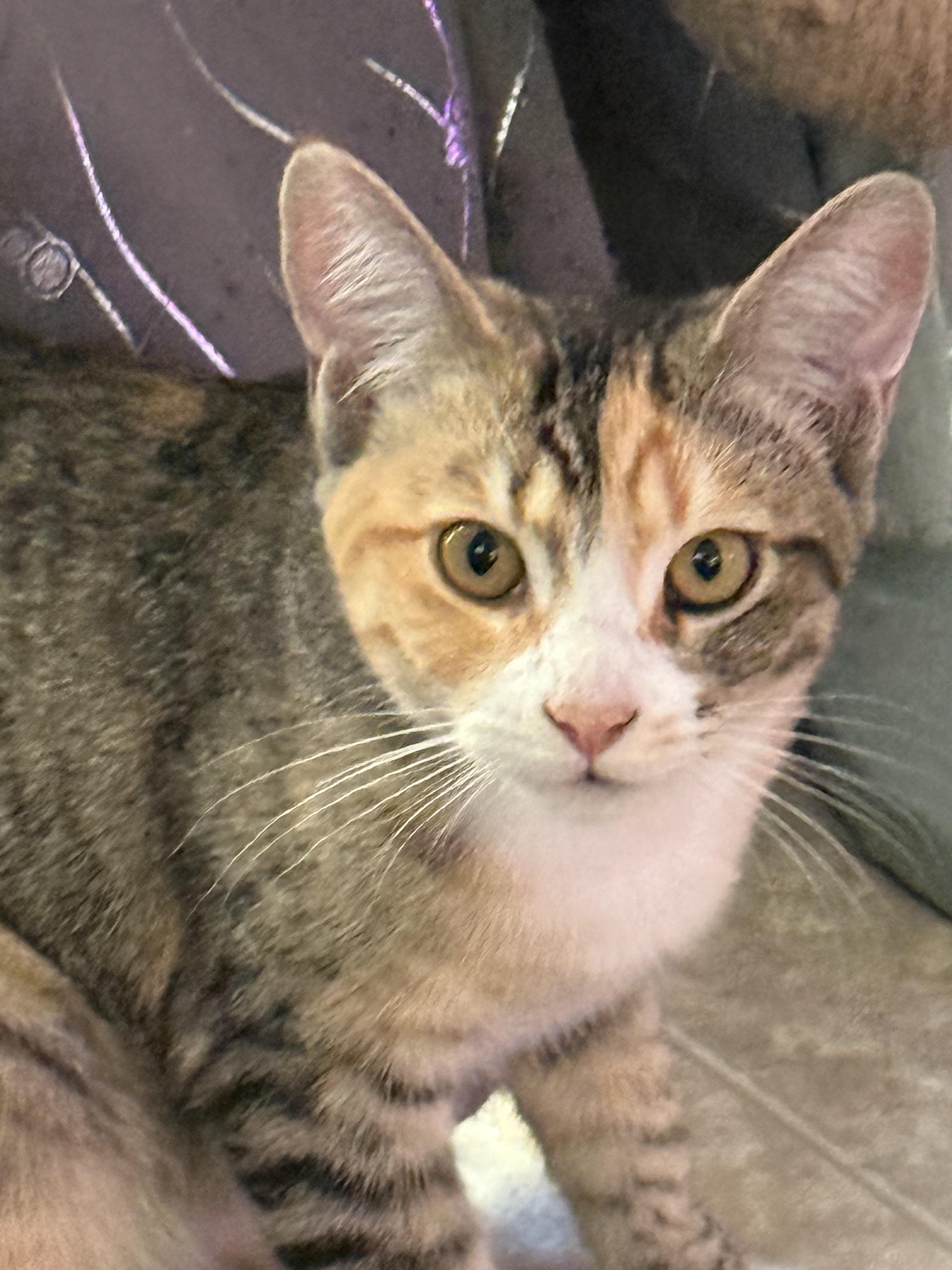 Cat and Kitten Fosters Urgently Needed! Donations Welcome!