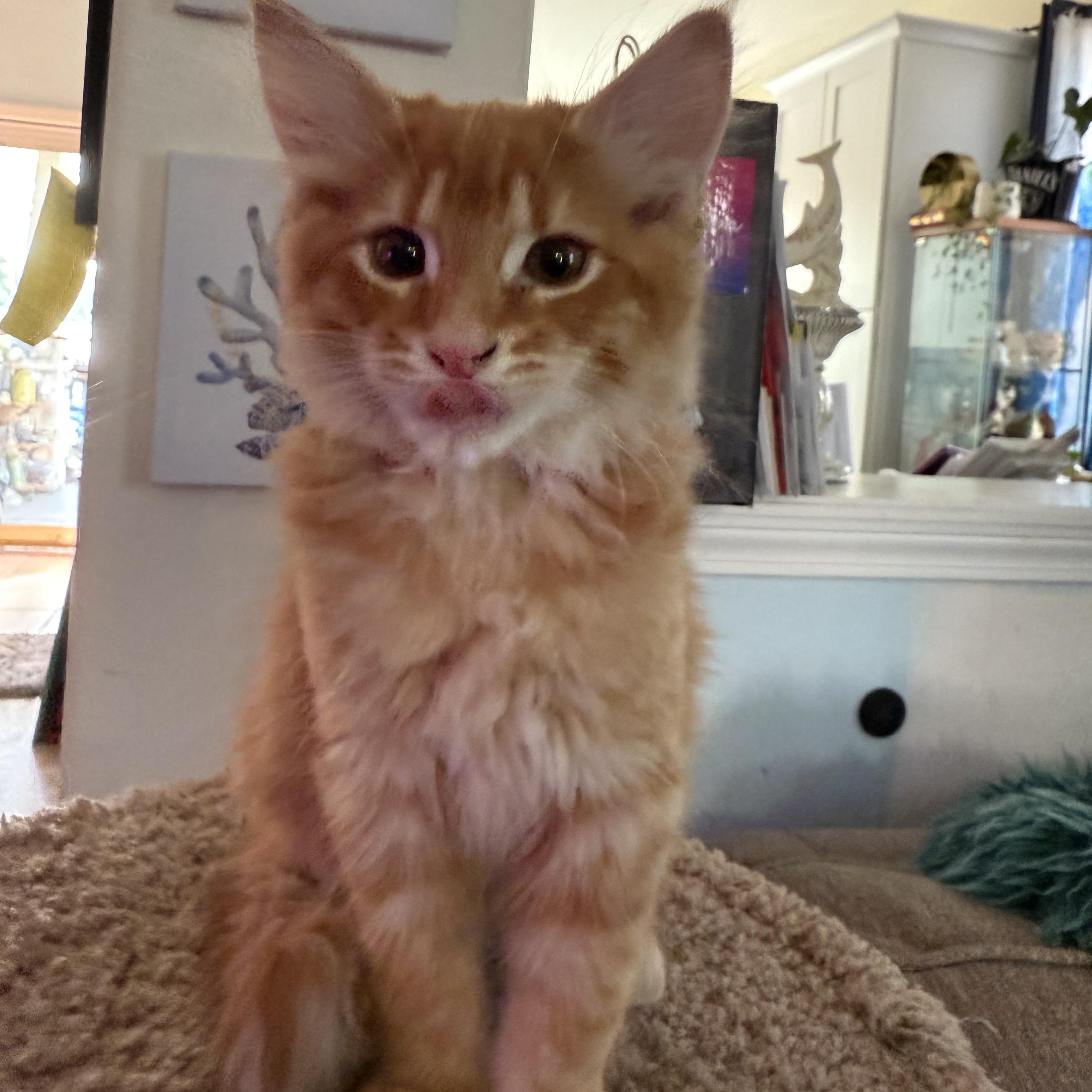 Cat and Kitten Fosters Urgently Needed! Donations Welcome!