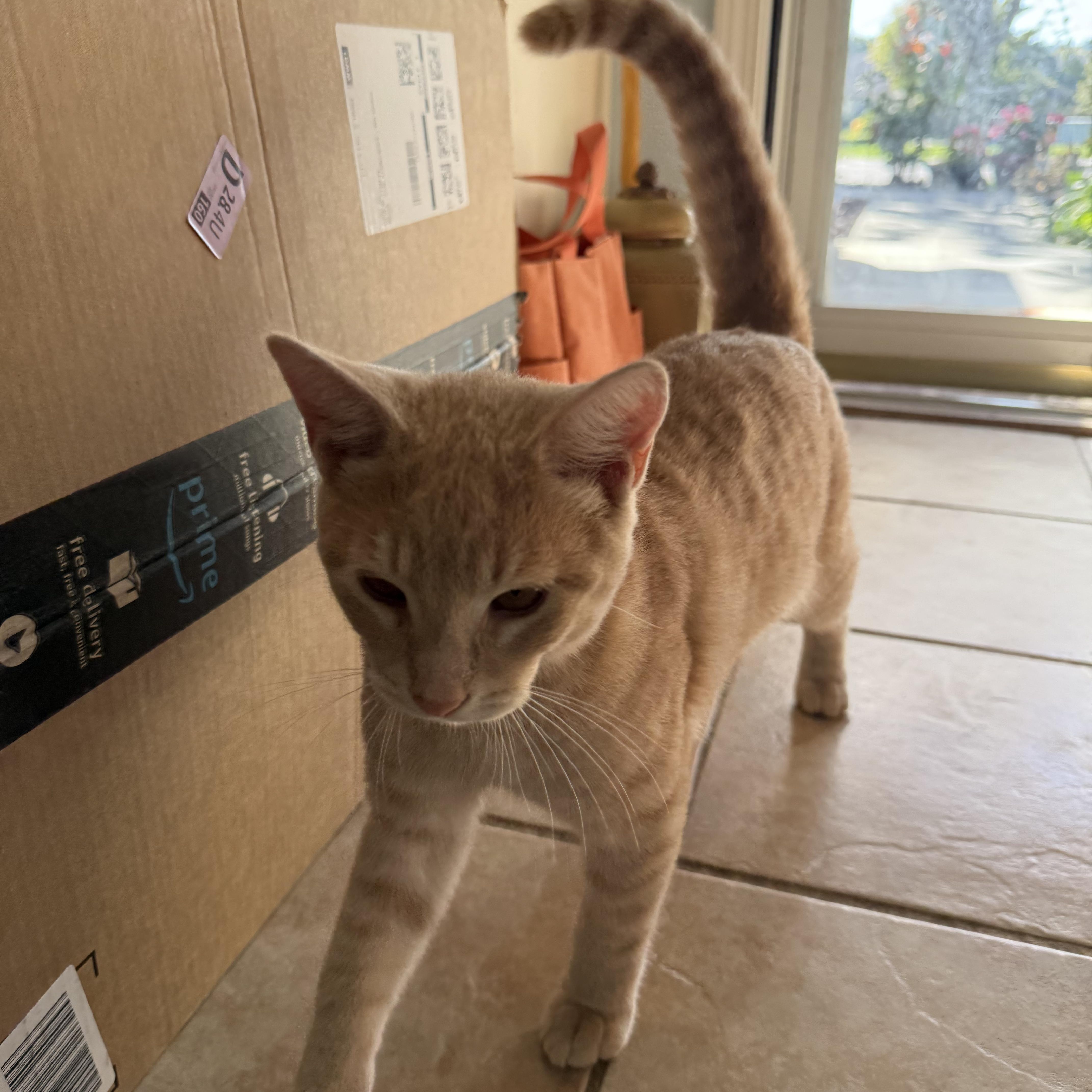 Cat and Kitten Fosters Urgently Needed! Donations Welcome!