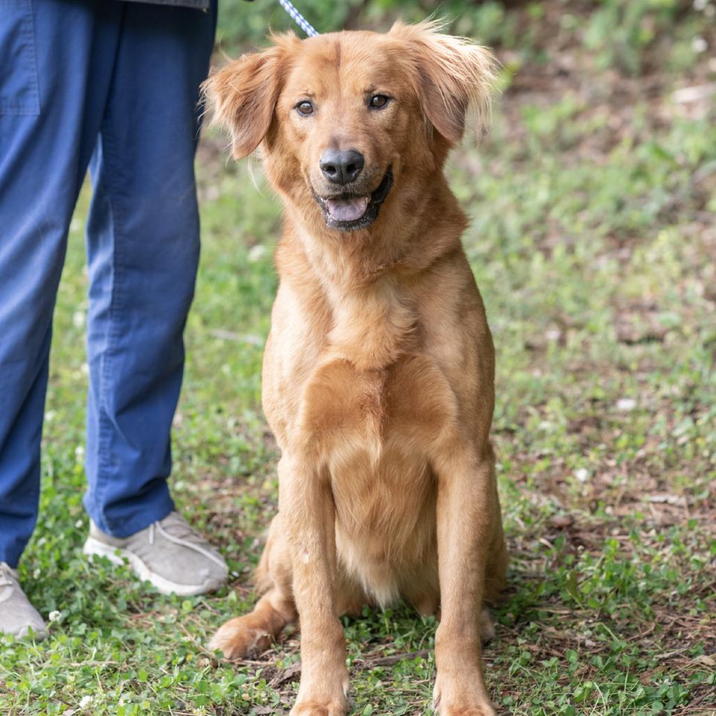 RAPHAEL-30638, Adoptable, Adult Male Labrador Retriever & Mixed Breed.