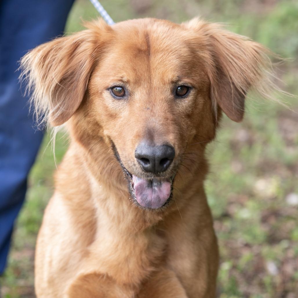 Enlarge RAPHAEL-30638, a Adoptable mixed breed in Bartlett, TN image 2/2