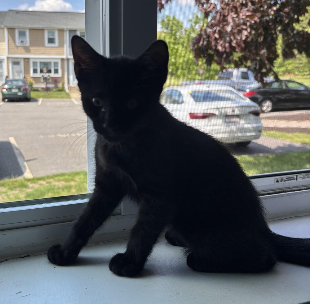 Carbon, Adoptable, Kitten Male Domestic Short Hair.