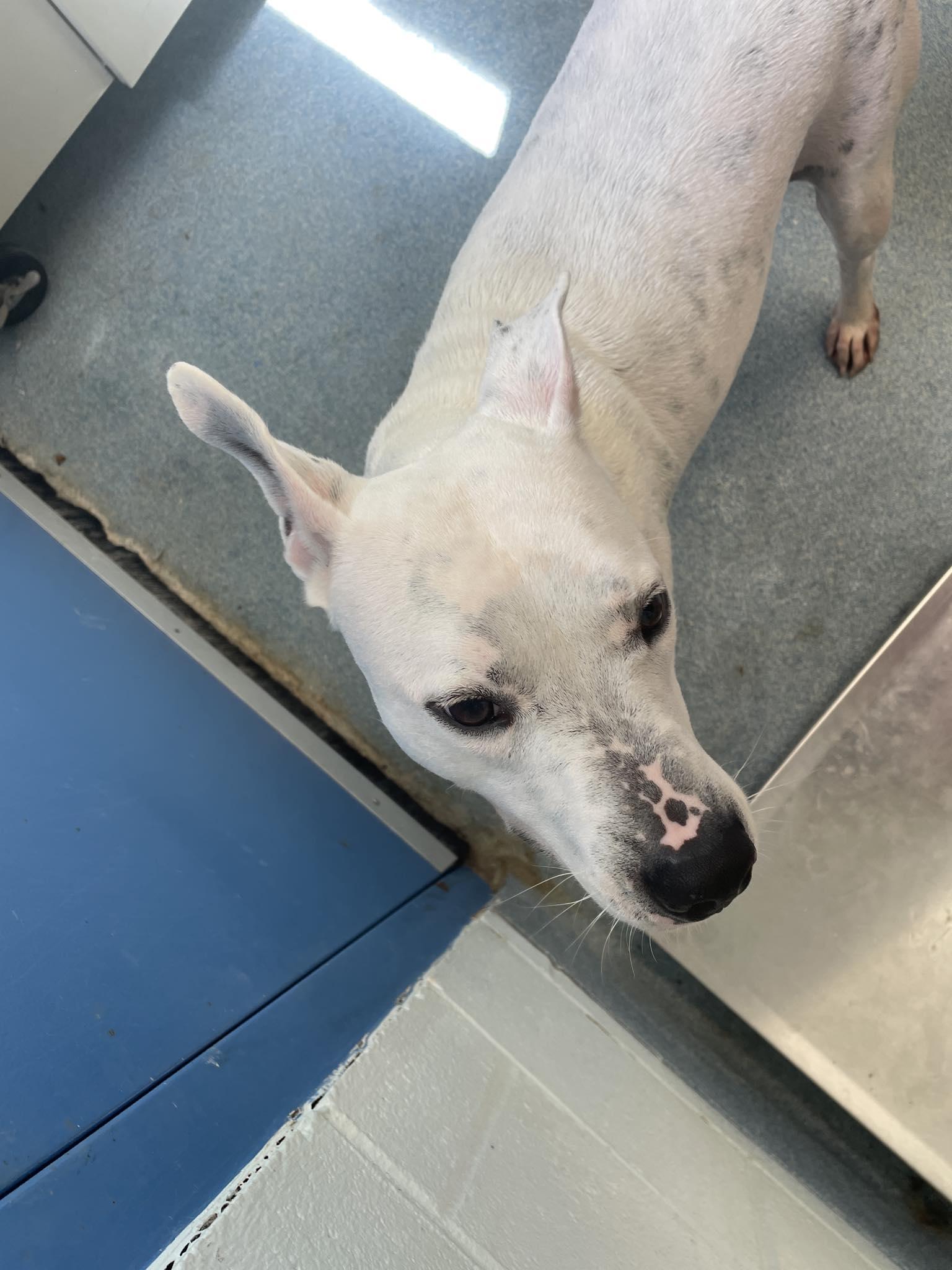 Arlo, Adoptable, Young Male Mixed Breed.