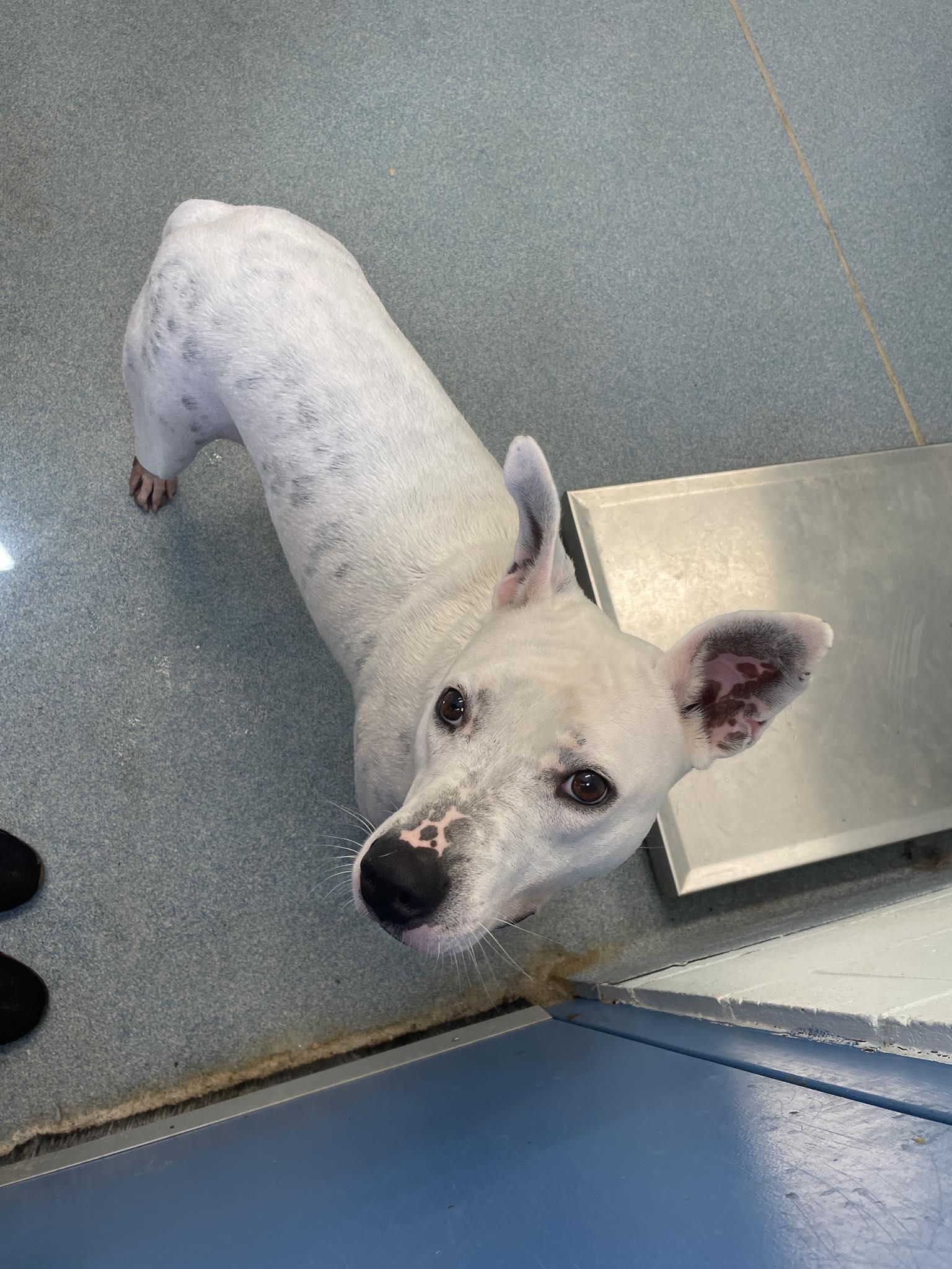 Enlarge Arlo, a Adoptable Mixed Breed in Berryville, VA image 3/4