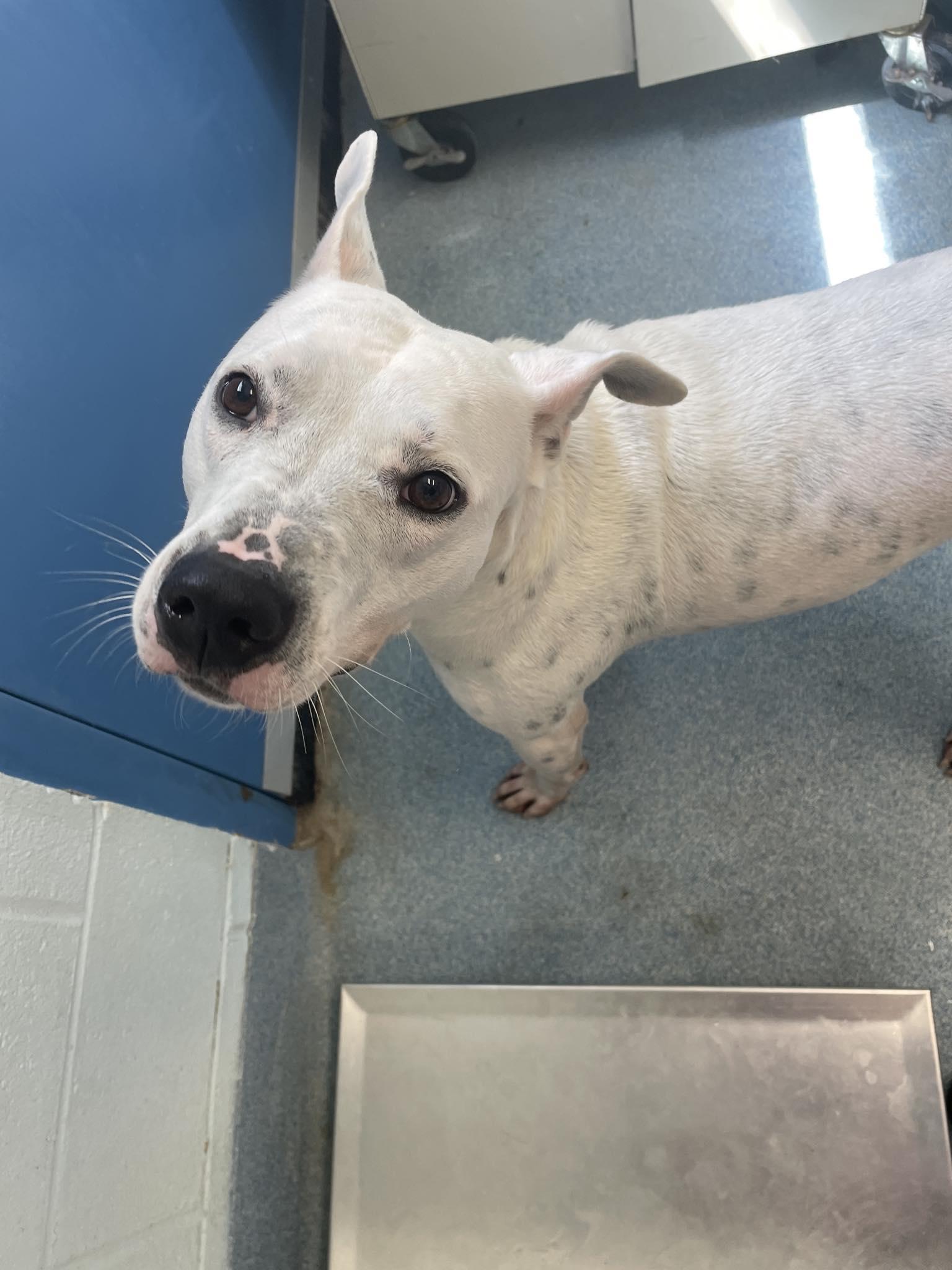 Enlarge Arlo, a Adoptable Mixed Breed in Berryville, VA image 4/4