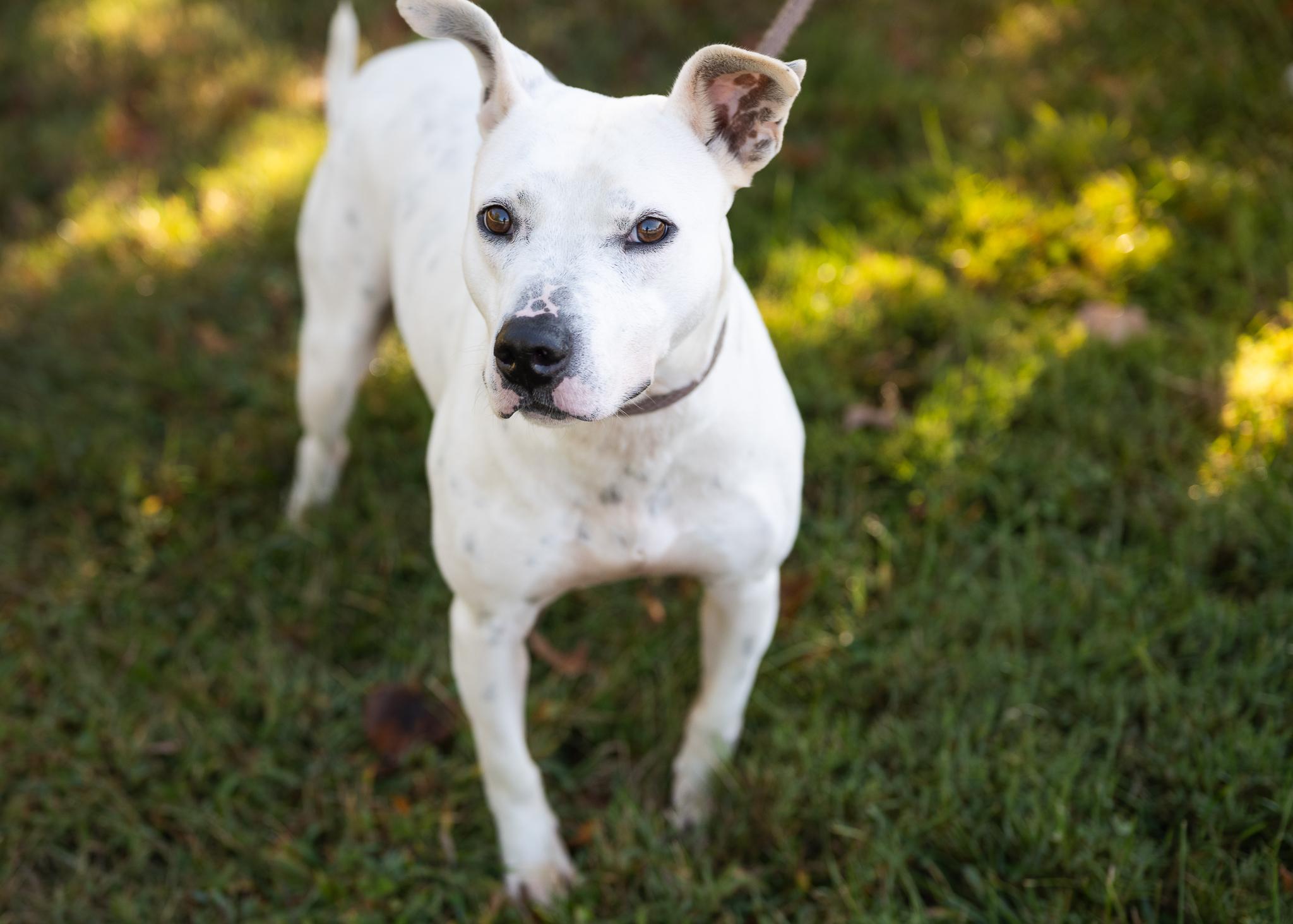 Arlo, Adoptable, Young Male Mixed Breed.